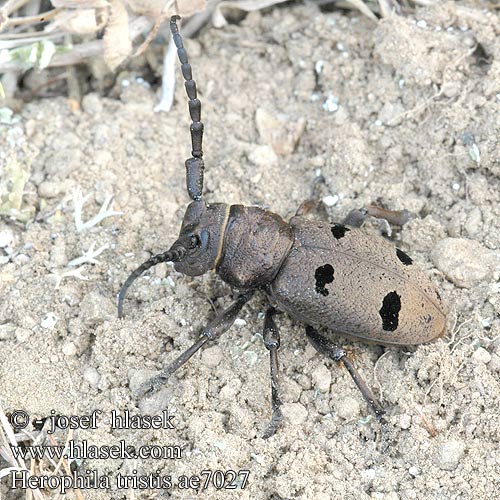 Herophila tristis ae7027 SYN: Dorcatypus