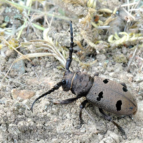 Herophila tristis ae7031 SYN: Dorcatypus