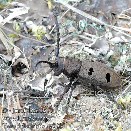 Herophila tristis ae7035 SYN: Dorcatypus