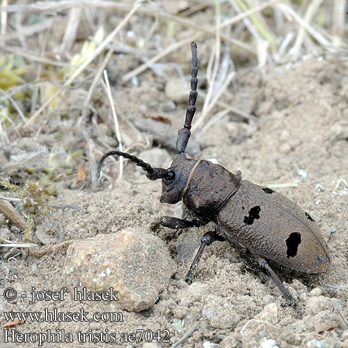 Herophila tristis ae7042 SYN: Dorcatypus