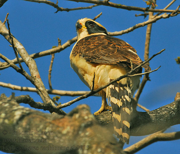 Herpetotheres cachinnans Latterfalk Laughing Falcon Halcón Reidor