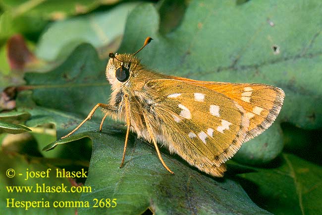 Hesperia comma Silver-spotted skipper Comma Vesszős busalepke Kommafalter Komma-Dickkopffalter Karłątek klinek Súmračník bieloškvrnný Soumračník čárkovaný Dorada manchas blancas Allmän ängssmygare Kommasmygger Valkotäpläpaksupää Kommabredpande Kommavlinder Толстоголовка запятая злаковая Biserni vejičar