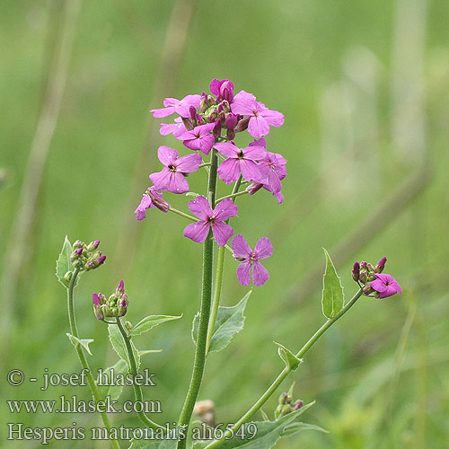 Dame's Rocket violet Vakarutė Damastbloem ハナダイコン Večernica voňavá