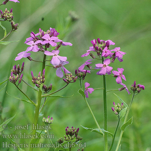 Dame's Rocket violet Vakarutė Damastbloem ハナダイコン Večernica voňavá