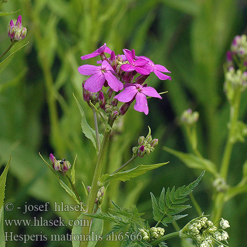 Večernice vonná Fiala noční Вечерницата 欧亚香花芥 Illakko