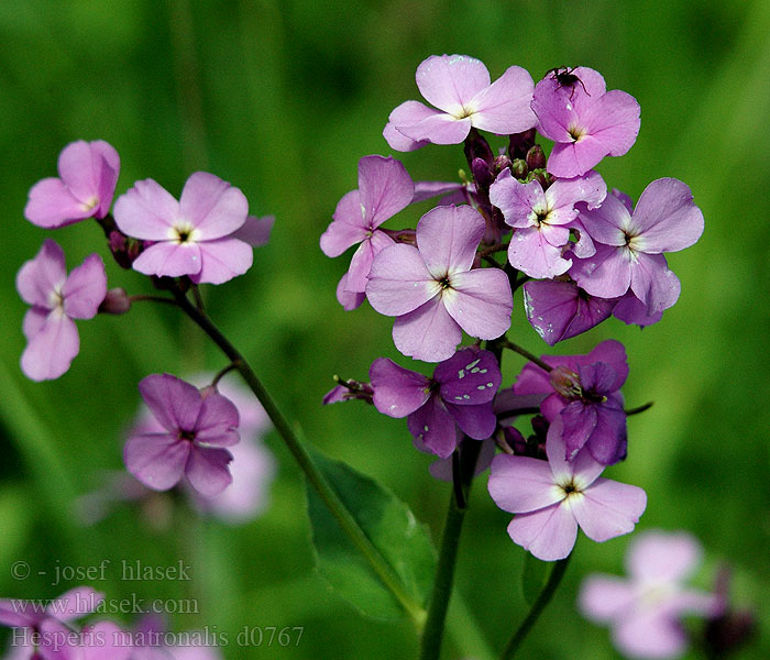 Hesperis matronalis Trädgårdsnattviol Frenk menekşesi Hölgyestike