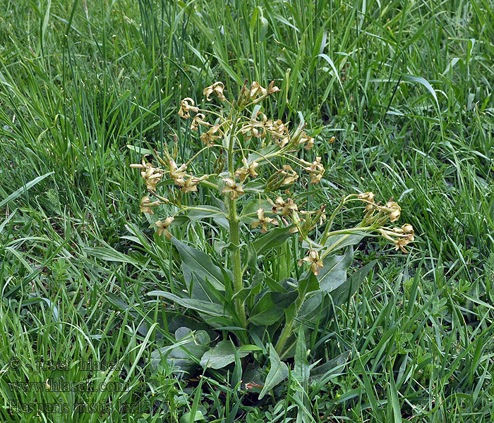 Hesperis tristis Szomorú estike Вечерница тёмная