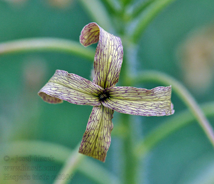 Hesperis tristis Večernice smutná Trauer-Nachtviole