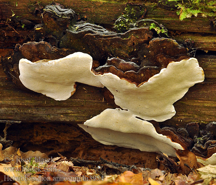 Koreňovka vrstevnatá Rodfordærver Polypore pin annuel