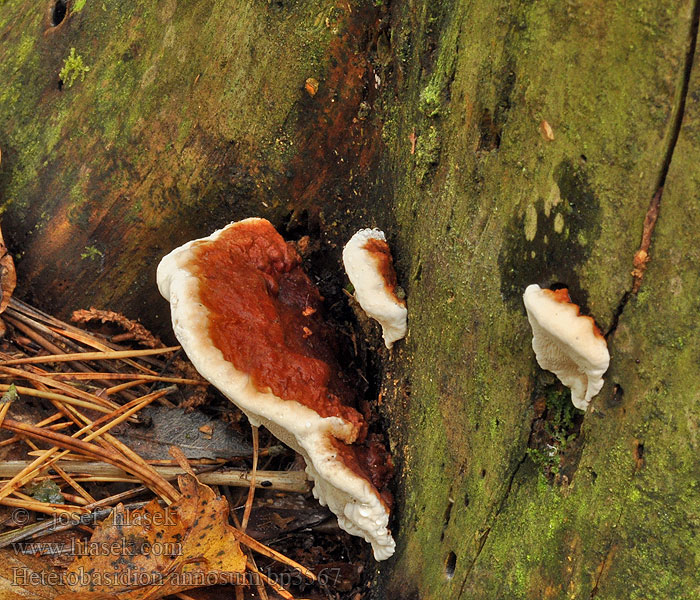 Amadou Root Rot Heterobasidion annosum Kořenovník vrstevnatý