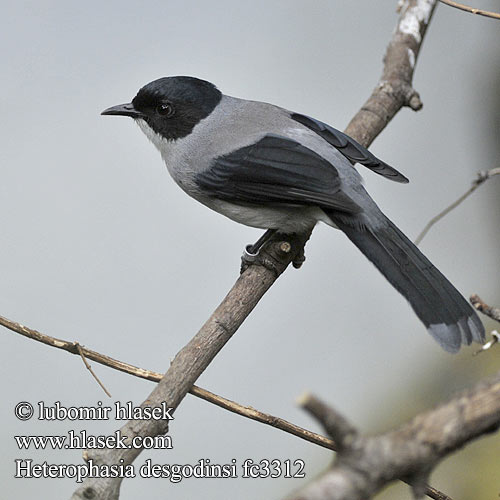 Heterophasia desgodinsi Malacias Black-headed Sibia Dark Schwarzkopftimalie Sibia Cabecinegra Sibia Desgodins Timália černokřídlá černošedá Sójkownik czarnouchy シロクロウタイチメドリ