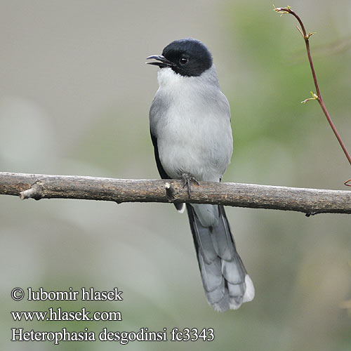 Schwarzkopftimalie Sibia Cabecinegra Sibia Desgodins Timália černokřídlá černošedá Sójkownik czarnouchy シロクロウタイチメドリ Heterophasia desgodinsi Malacias Black-headed Sibia Dark