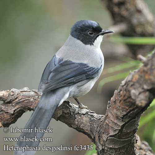 Timália černokřídlá černošedá Sójkownik czarnouchy シロクロウタイチメドリ Heterophasia desgodinsi Malacias Black-headed Sibia Dark Schwarzkopftimalie Sibia Cabecinegra Sibia Desgodins