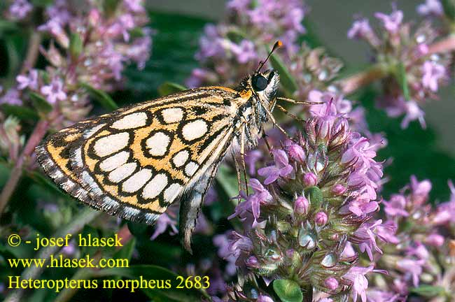 Heteropterus morpheus Large Checkered Skipper Miroir Tükrös busalepke Spiegelfleck-Dickkopffalter Rojnik morfeusz Súmračník čiernohnedý Soumračník černohnědý Spejlbredpande Spegelsmygare Beyaz Benekli Zipzip Spiegeldikkopje Espejitos Uneliblikas Heinähiipijä Толстоголовка морфей