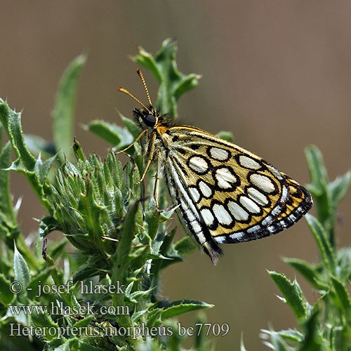 Beyaz Benekli Zipzip Spiegeldikkopje Espejitos Uneliblikas Heinähiipijä Толстоголовка морфей Heteropterus morpheus Large Checkered Skipper Miroir Tükrös busalepke Spiegelfleck-Dickkopffalter Rojnik morfeusz Súmračník čiernohnedý Soumračník černohnědý Spejlbredpande Spegelsmygare