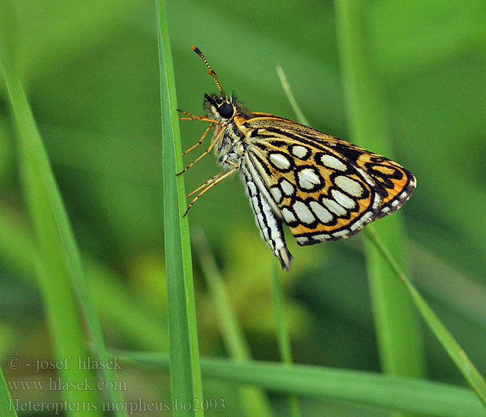 Heteropterus morpheus Large Checkered Skipper Miroir Tükrös busalepke