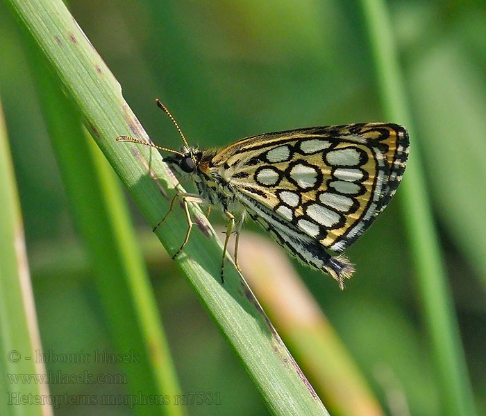 Soumračník černohnědý Heteropterus morpheus