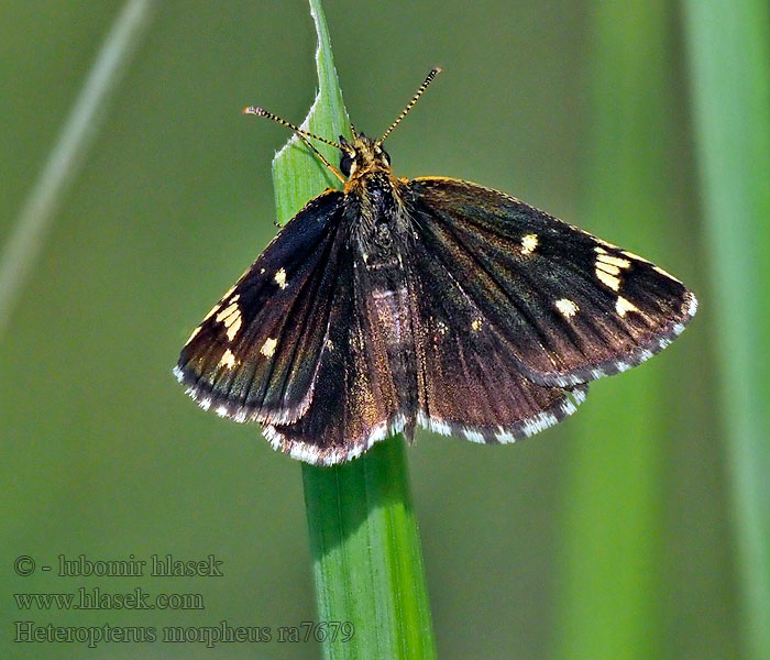 Large Checkered Skipper Miroir Tükrös busalepke Heteropterus morpheus