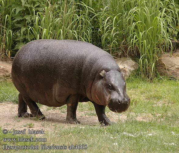 Hexaprotodon liberiensis ab4665