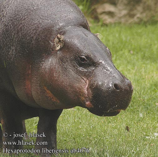 Hexaprotodon liberiensis ab4676