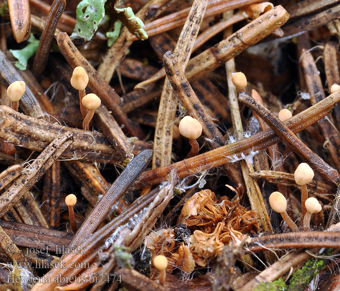 Heyderia abietis Mitrula cucullata Čapulka jedlová