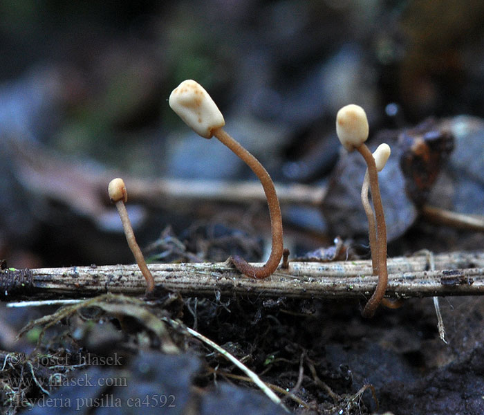 Čapulka maličká Heyderia pusilla