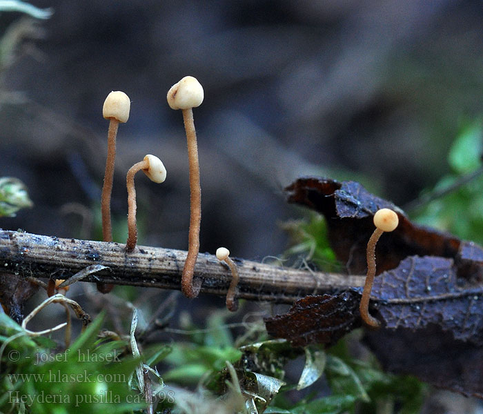 Hakenloser Nadel-Häubchenpilz Heyderia pusilla