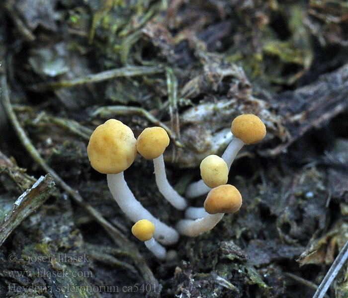 Heyderia sclerotiorum Mitrula Čapulka jetelová