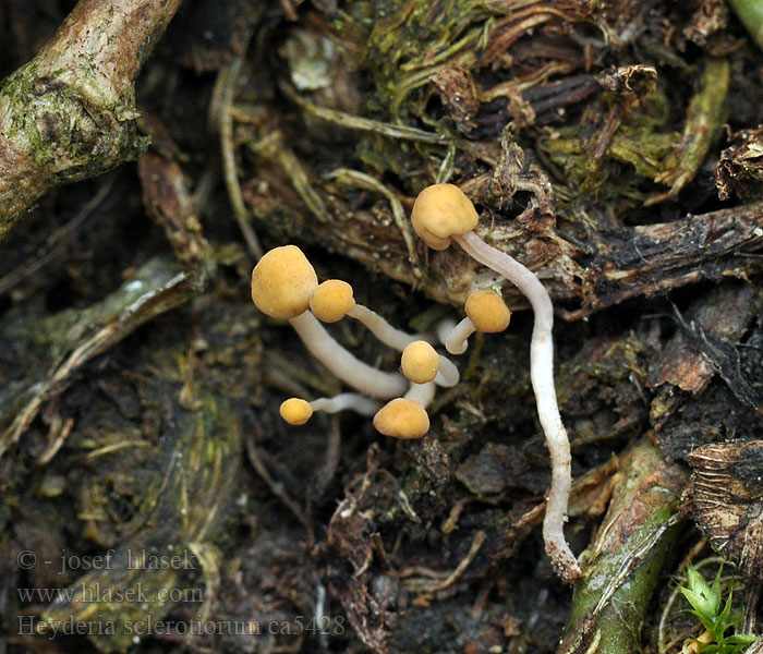 Čapulka jetelová Heyderia sclerotiorum Mitrula