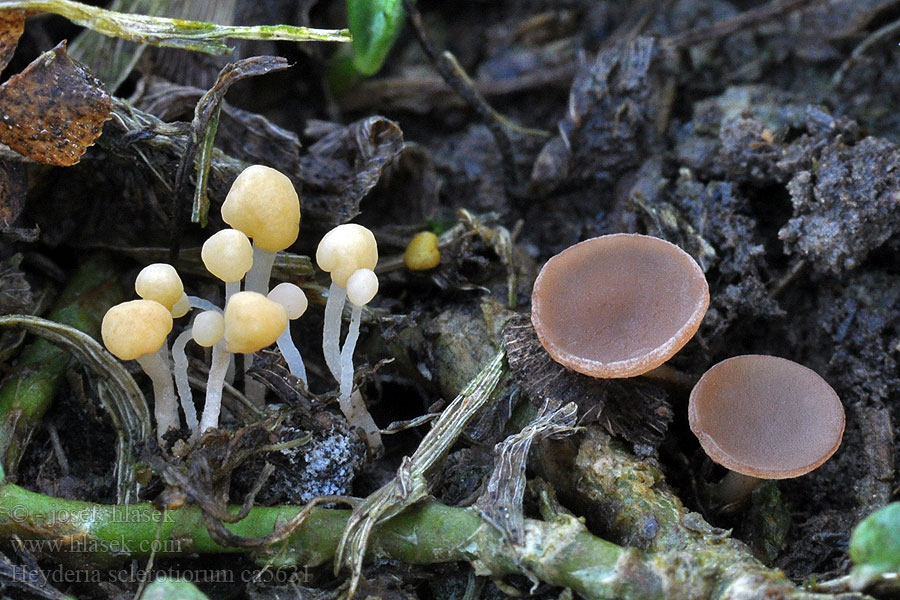 Heyderia sclerotiorum