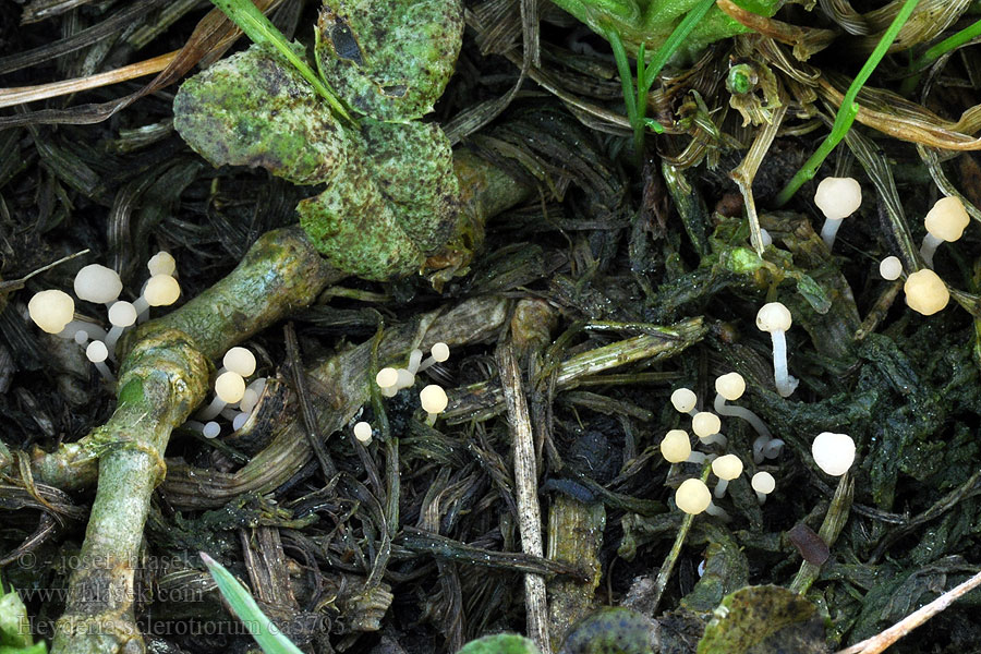 Heyderia sclerotiorum Čapulka jetelová