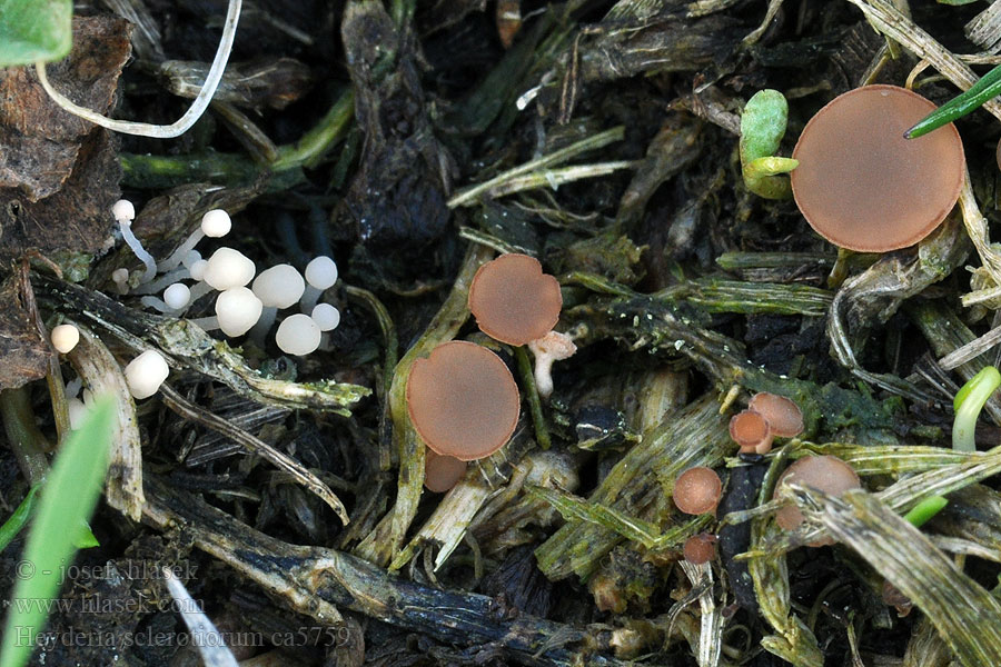 Čapulka jetelová Heyderia sclerotiorum Mitrula