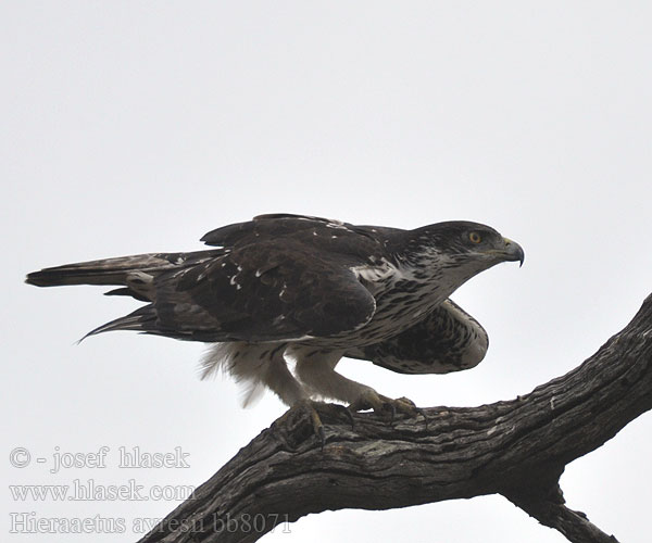 Hieraaetus ayresii Hieraaetus dubius Ayres's Hawk Eagle Orel skvrnitý Fleckenadler Brun Høgeørn Águila-azor Ayres Afrikanpikkukotka Aigle d'Ayres Aquila minore Ayres シロハラクマタカ Ayres-havikarend Orzelek plamisty Águia Ayres Африканский ястребиный Ayres hökörn Kleinjagarend Tai-msitu Foltos törpesas