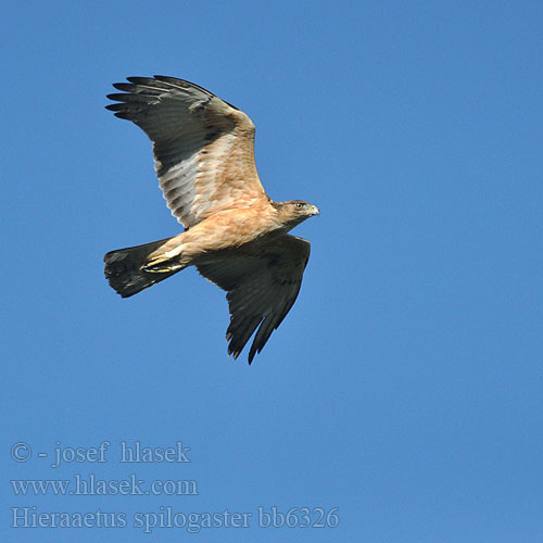 Hieraaetus spilogaster Aquila spilogastra African Hawk-Eagle Orel savanový Bonapartův Afrikanischer Habichtsadler Afrikansk Høgeørn Águila azor Africana Afrikanvuorikotka Aigle fascié  Aquila minore africana モモジロクマタカ Afrikaanse Havikarend Orzelek afrykanski Águia-dominó Afrikaanse Jagarend Grootjagarend Ekangakodi Gondo Tai Kumbamti Ntsu Ghama Afrikahaukørn Orol škvrnitoprsý Afrikai héjasas 非洲隼雕，