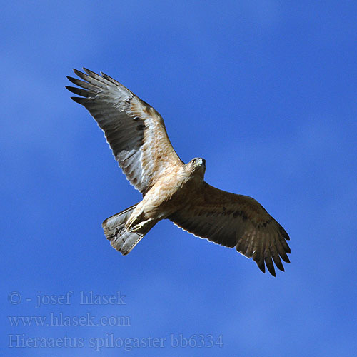 Águila azor Africana Afrikanvuorikotka Aigle fascié  Aquila minore africana モモジロクマタカ Afrikaanse Havikarend Orzelek afrykanski Águia-dominó Afrikaanse Jagarend Grootjagarend Ekangakodi Gondo Tai Kumbamti Ntsu Ghama Afrikahaukørn Orol škvrnitoprsý Afrikai héjasas 非洲隼雕， Hieraaetus spilogaster Aquila spilogastra African Hawk-Eagle Orel savanový Bonapartův Afrikanischer Habichtsadler Afrikansk Høgeørn