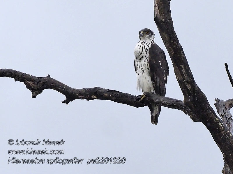 Águila azor Africana Afrikanvuorikotka Aigle fascié Hieraaetus spilogaster