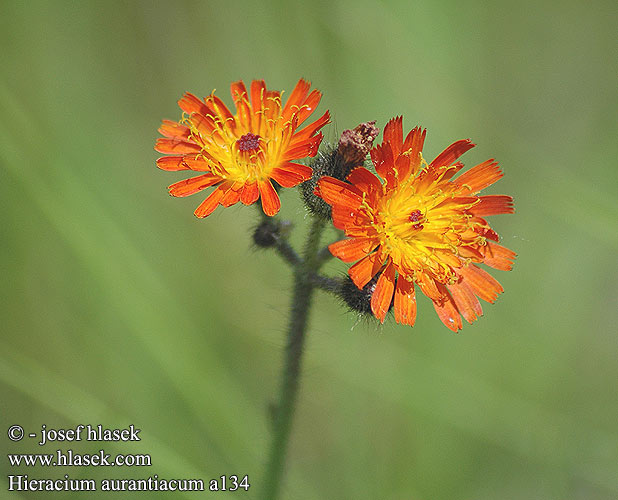 Hieracium aurantiacum Orange hawkweed Pomerans-hogeurt Oranssikeltano