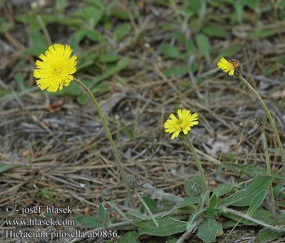 Hieracium pilosella Jastrzębiec kosmaczek Jestřábník chlupáček