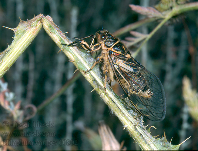 Hilaphura varipes