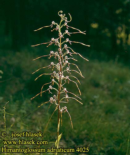 Himantoglossum adriaticum Adriatic Lizard Orchid Adriai sallangvirág