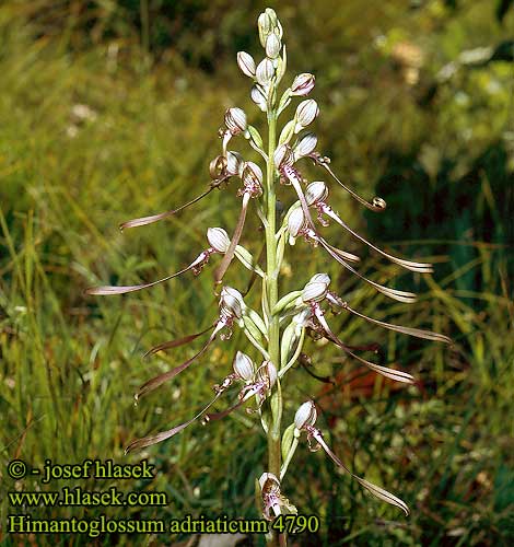 Orchid Adriai sallangvirág Riemenzunge Jazýčkovec jadranský Jazýček