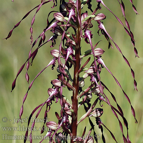 Himantoglossum caprinum Jazýček východní Jazýčkovec východný