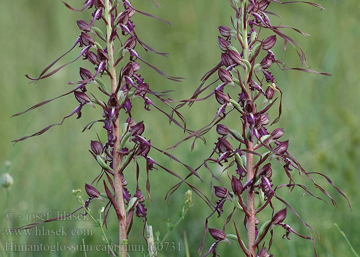 Ремнелепестник козий Ремнепелюсник козячий Himantoglossum caprinum