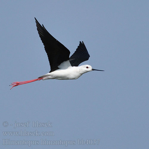 תמירון Pavazha kaal ullan Himantopus himantopus