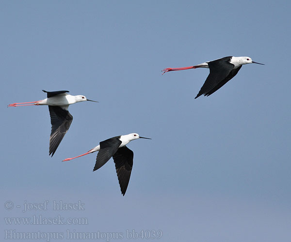 Black-winged Stilt Stelzenläufer Echasse blanche