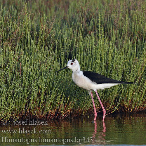 Himantopus himantopus Black-winged Stilt Stelzenläufer