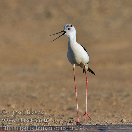 Black-winged Stilt Stelzenläufer Echasse blanche