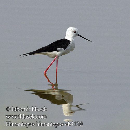 Himantopus himantopus Echasse blanche Cigüeñuela Común