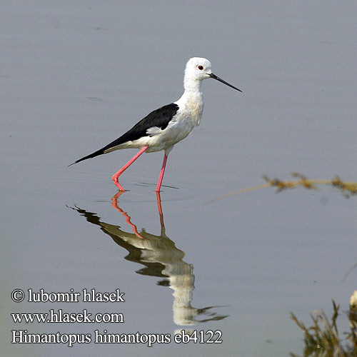 Himantopus himantopus Pisila čáponohá