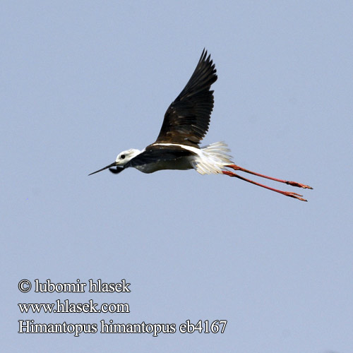 Himantopus himantopus Steltkluut Cavaliere d'Italia